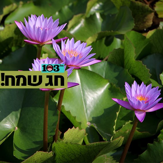 חג אחרון לעונה