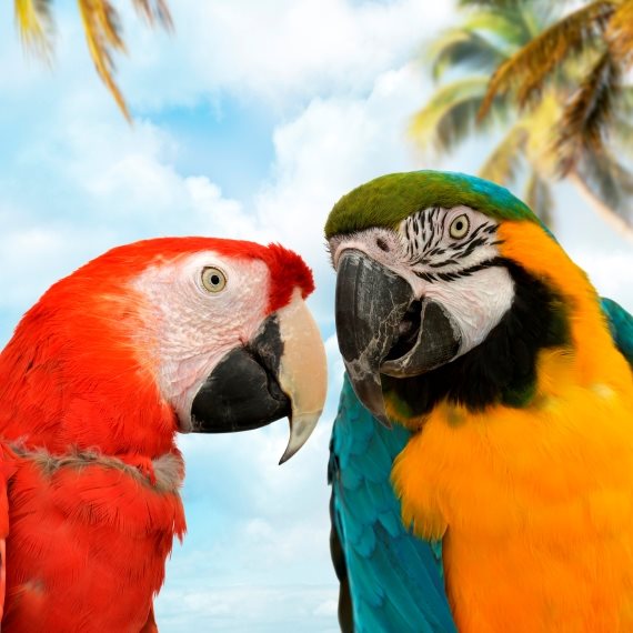 התוכים אשמים