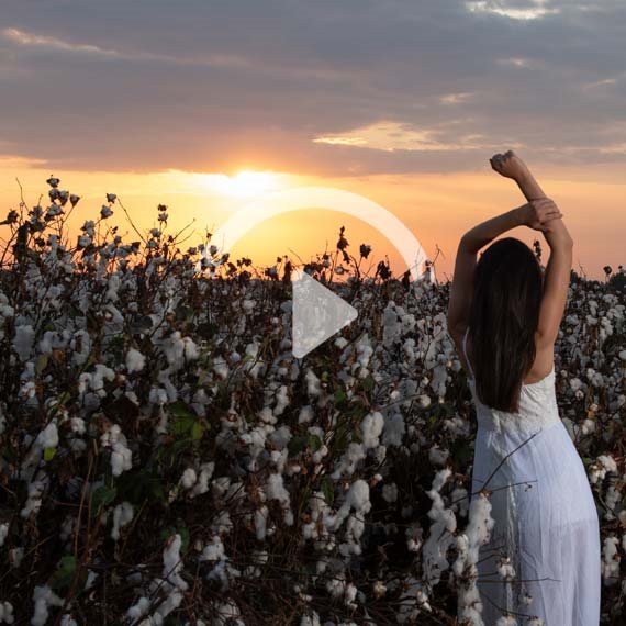 שדה כותנה בתימורים בשקיעה