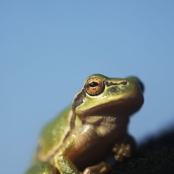 האם יש לה אותה מודעות כמו בני אדם?