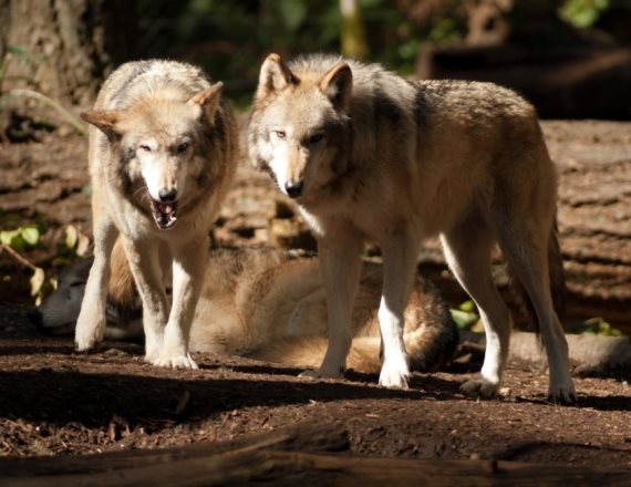 לזאבים המצולמים אין קשר לנאמר