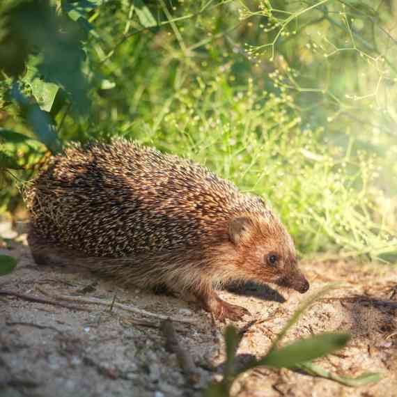 קיפי בא לביקור