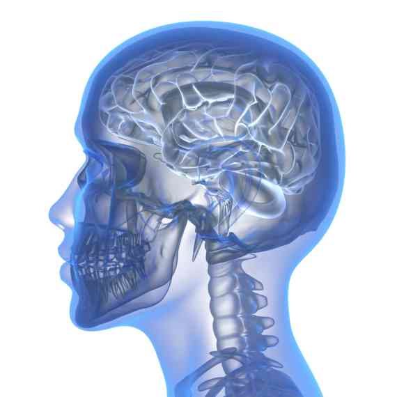 "המוח בדומה לשריר צריך גירוי קבוע"