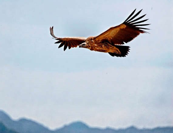 חתם על חוזה טאלנט