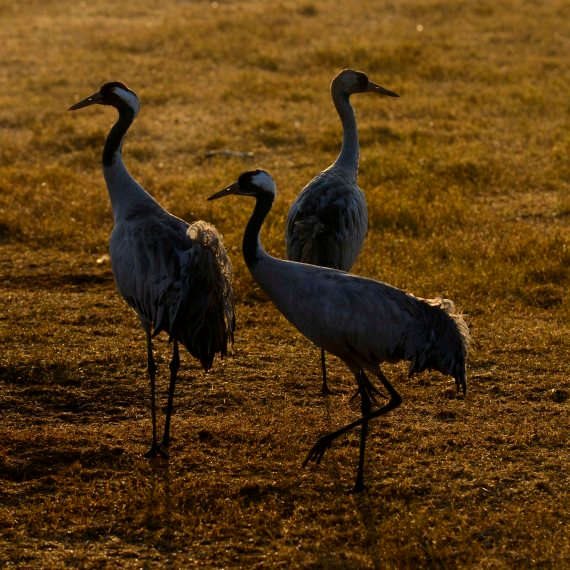 "הם עושים נזקים מאוד כבדים לחקלאות"