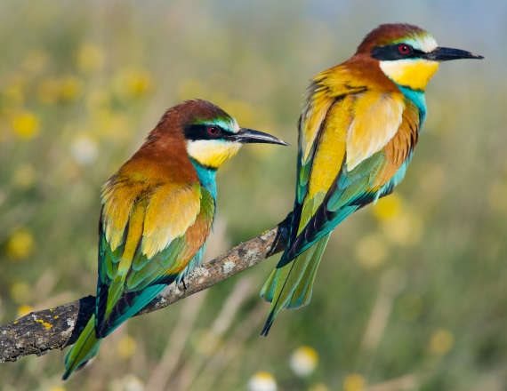 הציפורים נחשפות