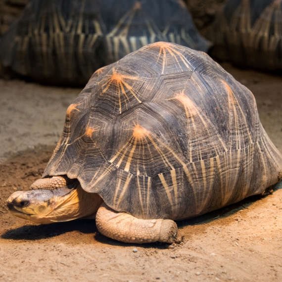 "הוא לא מעודכן בזה שהוא בן 100, הוא בטוח שהוא בן 27"