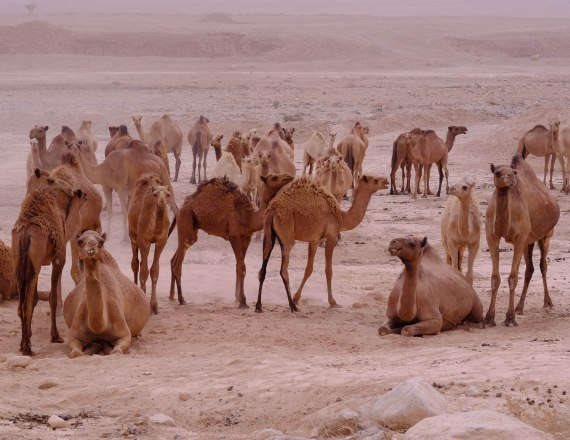 מחפשים את הגמל