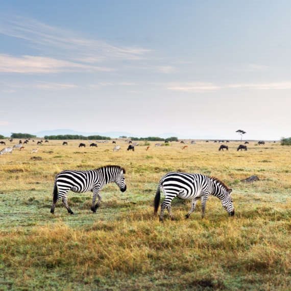 הטבע חוזר למסכים