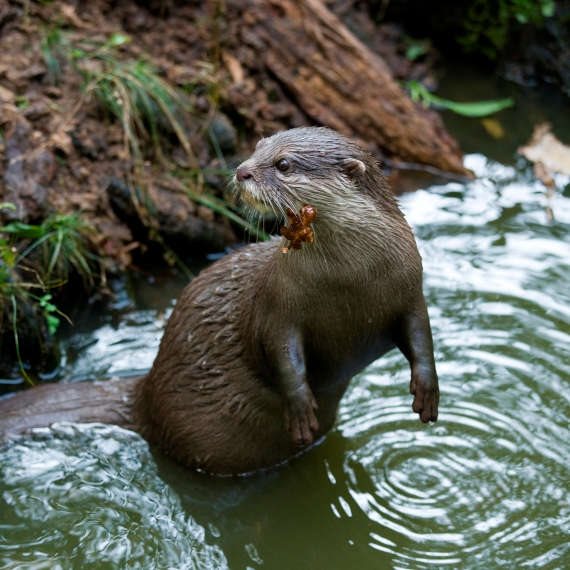 לוטרות נעלמות