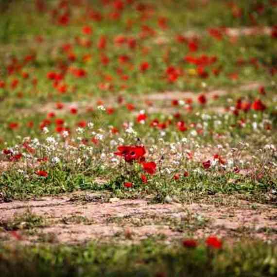 "פריחה נעימה"