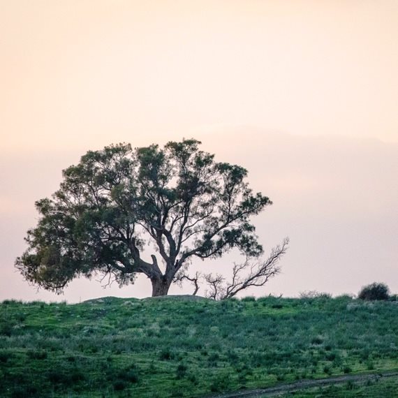 שומרים על העצים
