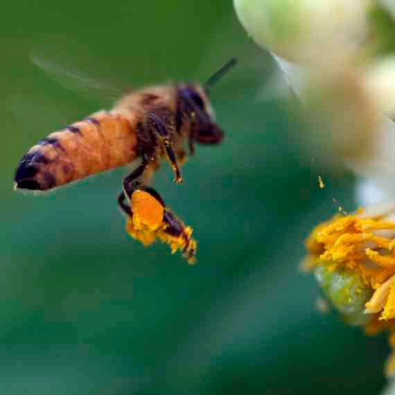 מצילים את הכוורות