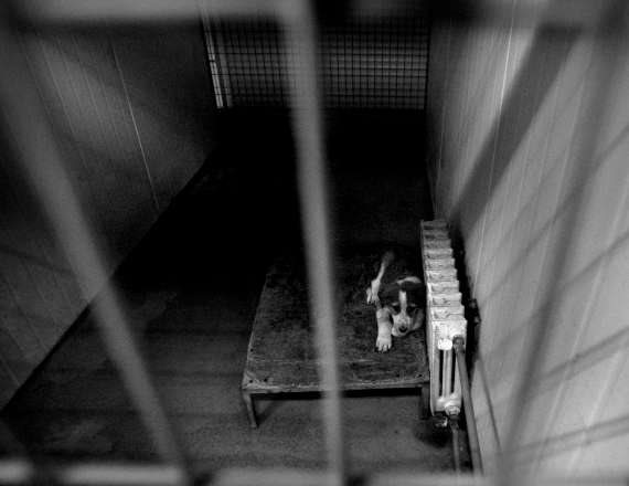 כלבלבים מאחורי הסורגים