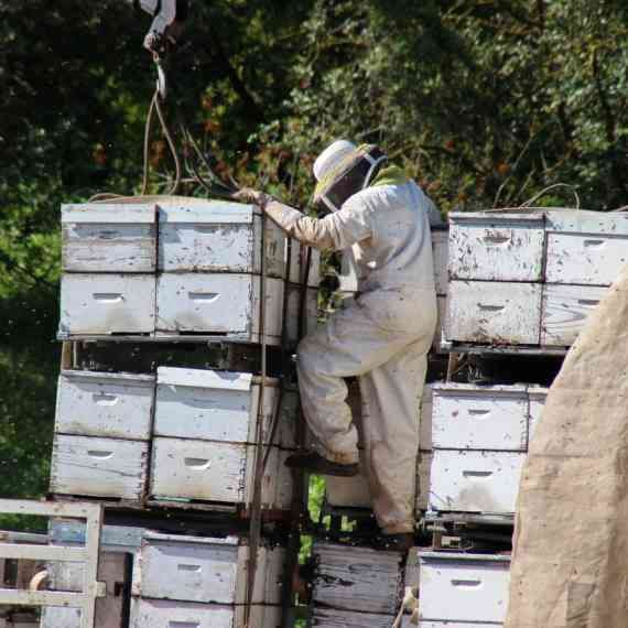 נאבקים בדבורים (למצולם אין קשר לכתבה)