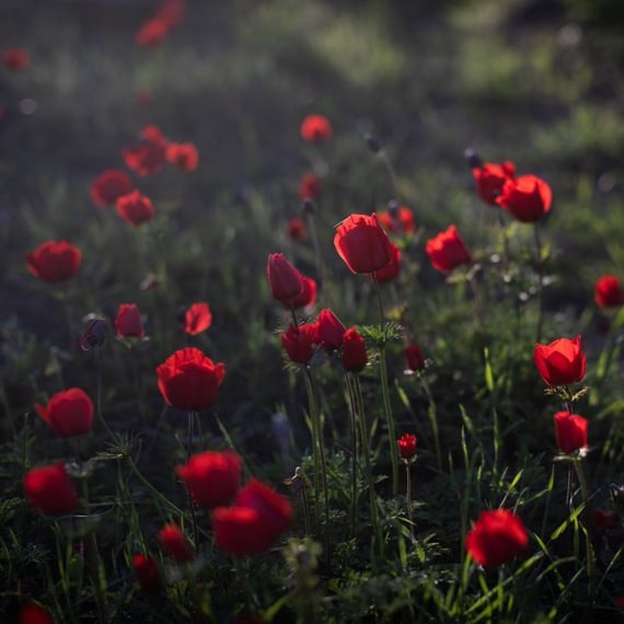 הזמן לפרחים