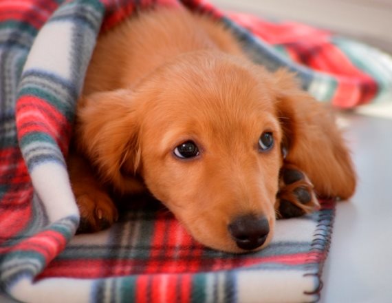 לכו עם הכלבים בצל
