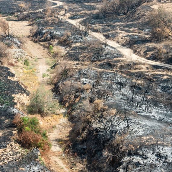 החיטה צומחת שוב