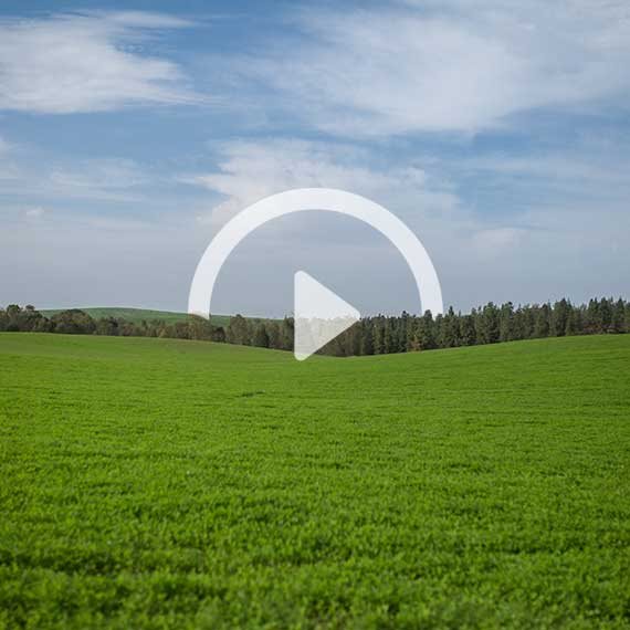 שדות קיבוץ רוחמה בנגב המערבי
