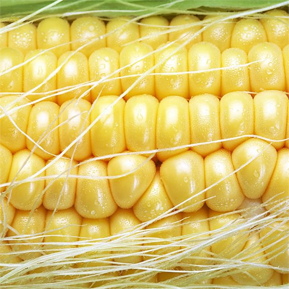 בים בם תירס חם