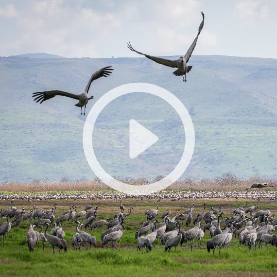 ציפורים בעמק החולה