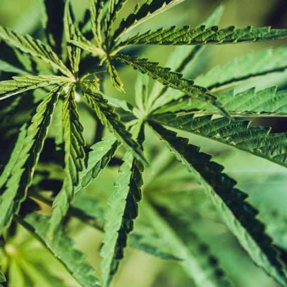 "אנחנו מגיעים לכל מיני מסטולים שזרוקים בכל מיני מקומות"