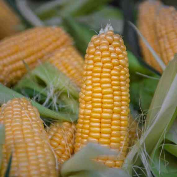 מוזמנים להזמין תירס