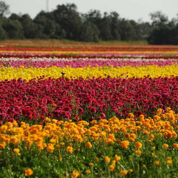 שדה פרחים (ארכיון)