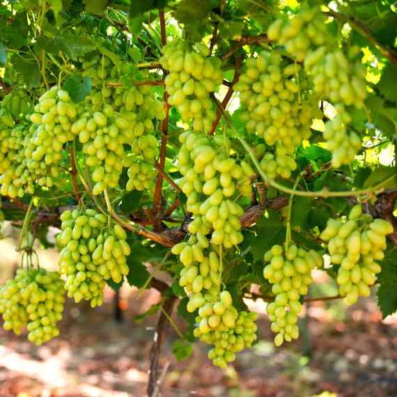 מתחשק לכם אשכול ענבים? אל תפספסו