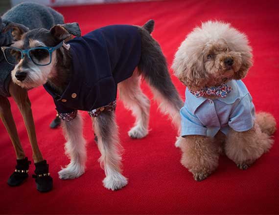 כלבים, בואו בהמוניכם