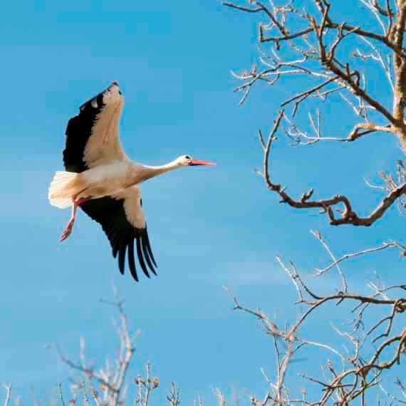 חצי מיליון חסידות לא טועות