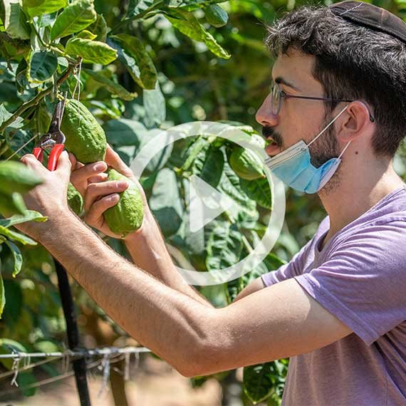 קטיף אתרוגים בכפר חב"ד, בשבוע שעבר