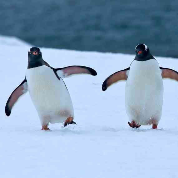 צמד פינגווינים