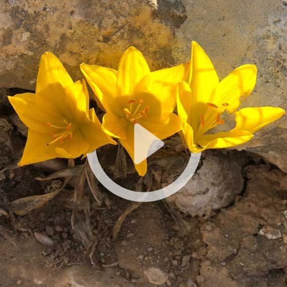 פריחת חלמוניות ברכס בוקר, בסוף השבוע האחרון