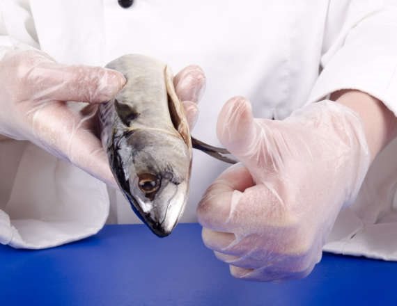 מבין כלל סוגי הדגים - איזה הכי בריא?