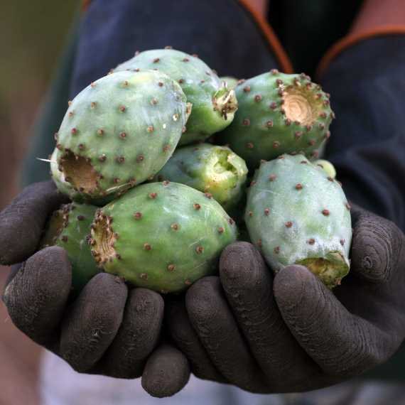 פינת המיתוסים