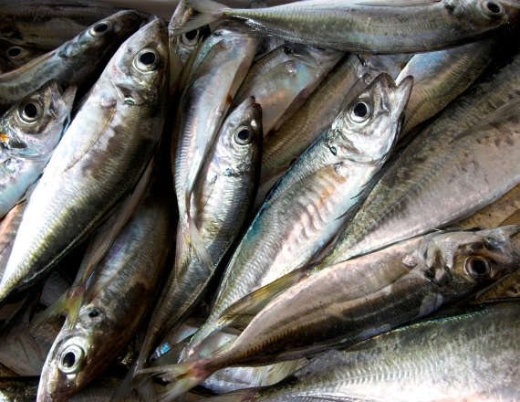 "בדגי בריכה - אין סיכון לכספית"