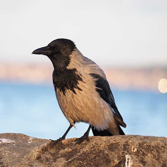 לעורב אין קשר לכתבה