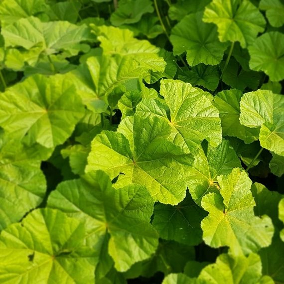 הכירו את החוביזה