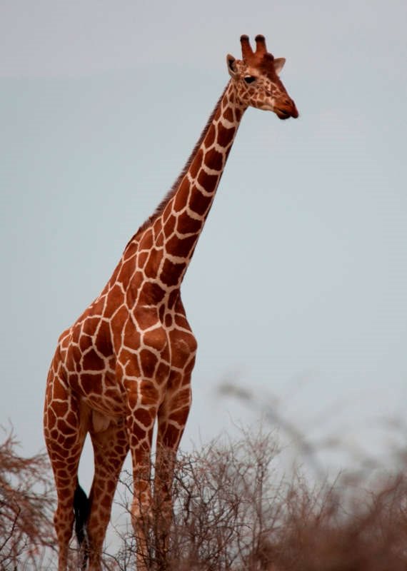 "מרגש לדעת שבעל חיים כזה הגיע לשיבה טובה"