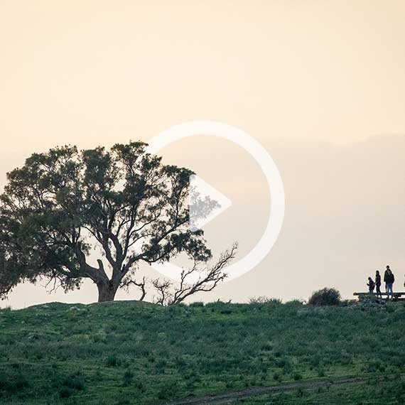 העץ הוא גבוה