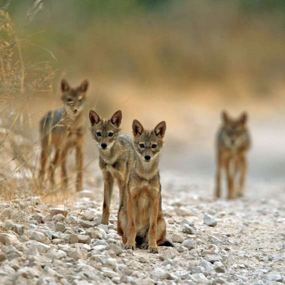 תנים - צילום ארכיון