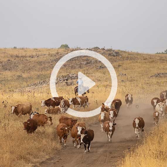מורדות החרמון, 2019