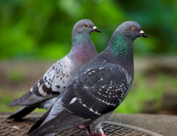 פרשת הצוצלות