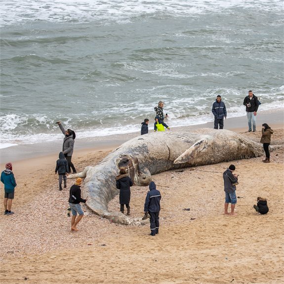 לויתן שמצא את מותו ונסחף לחוף בעקבות הזיהום