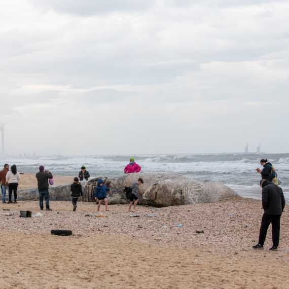 האסון האקולוגי הקשה בחופי ישראל