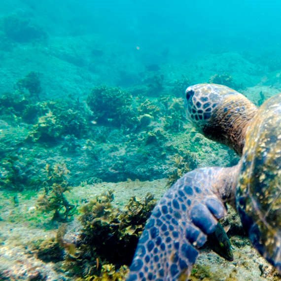 אסון הזיהום הגדול: עכשיו הנקמה