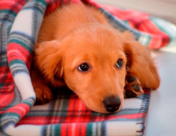 אילוסטרציה - כלב