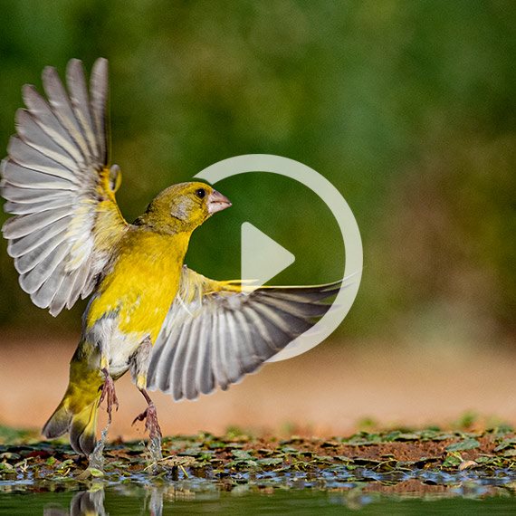 ציפור ירקון - בנגב, אשתקד