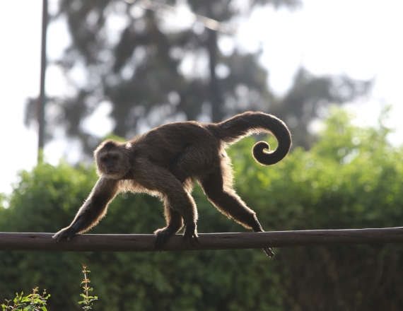 השתלת שבב במוח של קוף